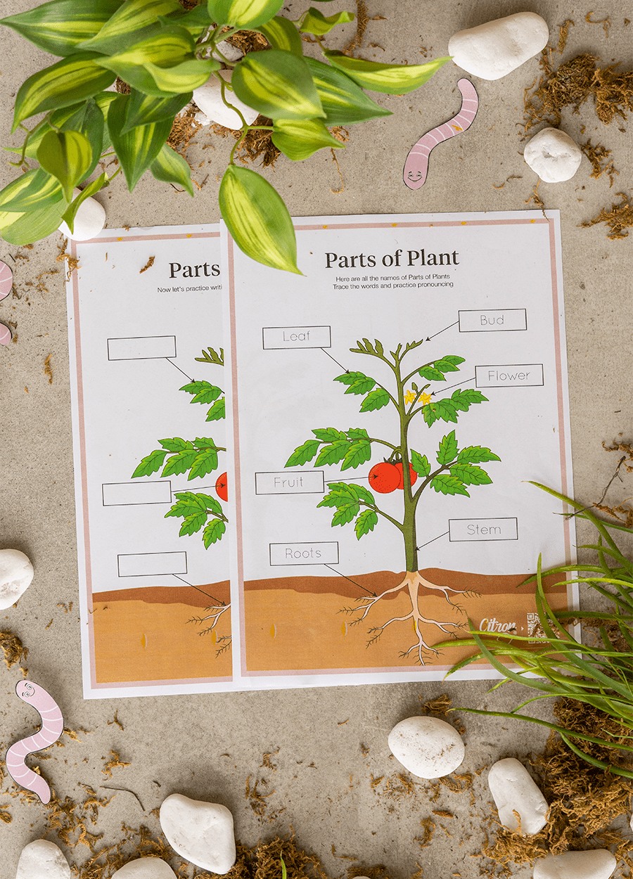 Parts of Plant - Free Downloads