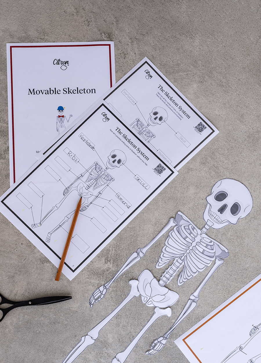 Movable Skeleton - English - Free Downloads